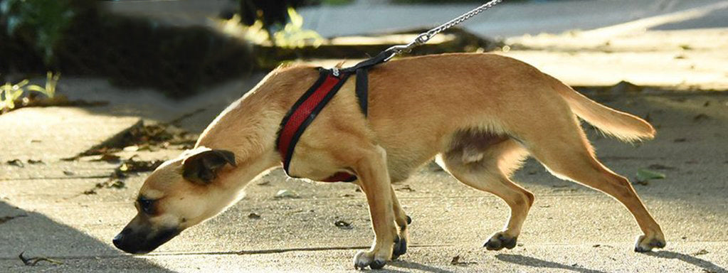How to Train a Dog not to Pull on the Leash