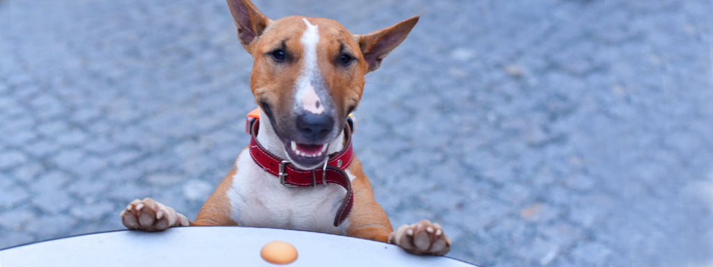 How to Use Treats Effectively During Dog Training