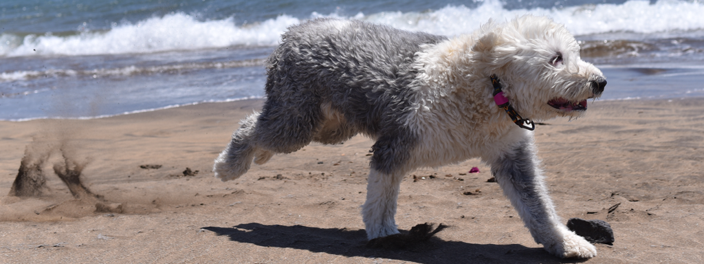 The Importance of Adequate Exercise for Your Dog