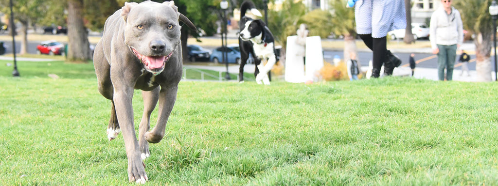 Top dog parks in San Francisco and Bay Area: Part 1