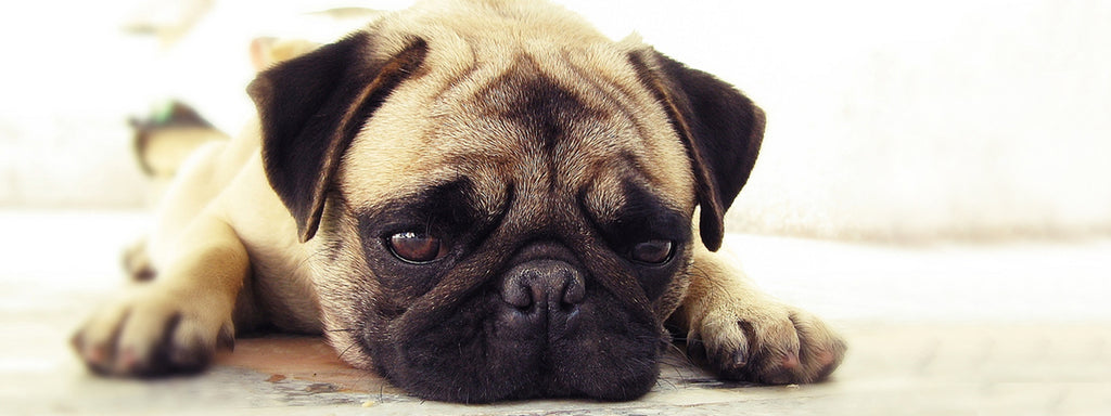 Nausea in Dogs:  Why it Happens and What Pet Owners Can Do