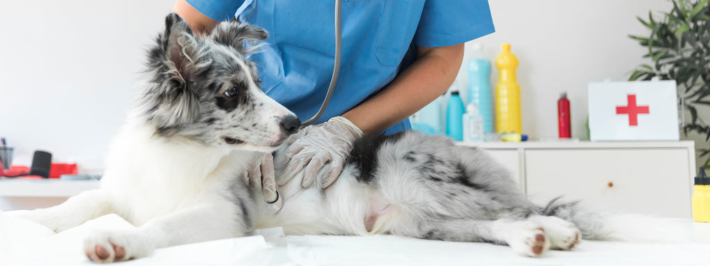 What You Need to Know about Taking Your Dog to the Vet
