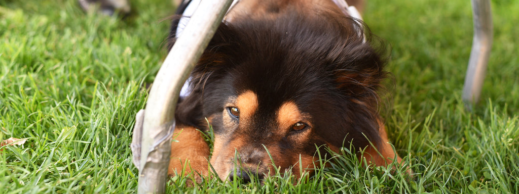Do Dogs Get Bored? 5 Signs Your Dog is Bored
