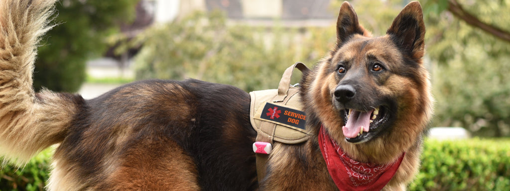 10 Breeds that Make Excellent Service Dogs