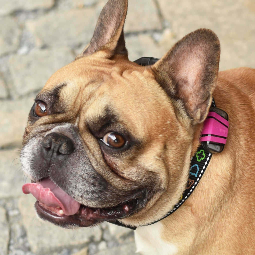 Top 10 Dog Breeds Great for Long Walks Actijoy™